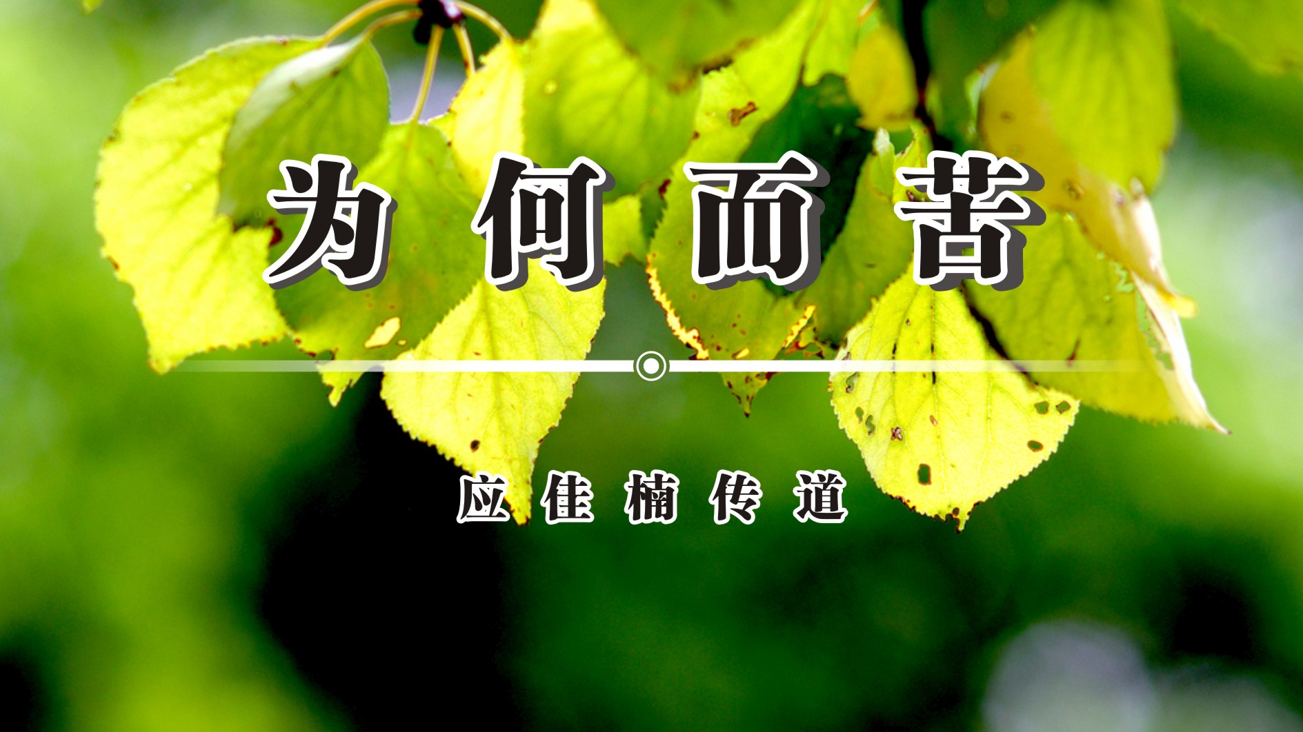 江西上犹五指峰国家森林公园：苦木 - 中国自然保护区生物标本资源共享平台